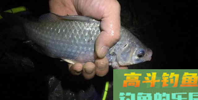冬季还能用本味饵吗
