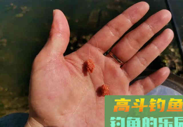 饵料中拉丝粉太多的利与弊，解决办法其实很简单