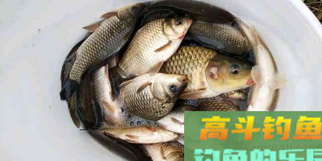你比大爷钓鱼差的可能并不是钓技钓法