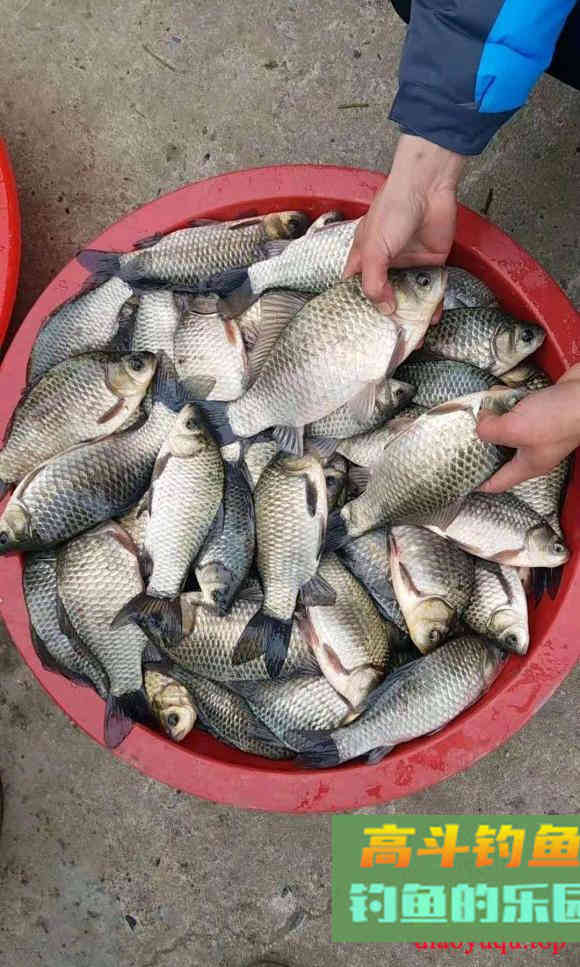常见几种鱼抓顿口时机把握