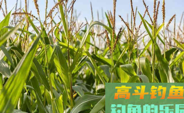 不花钱的5种钓草鱼饵料，随处可取
