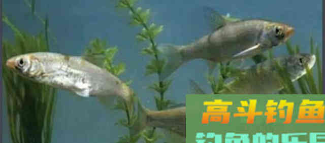 无鱼吃钩咋办？新钓友和老钓友思路相差很大