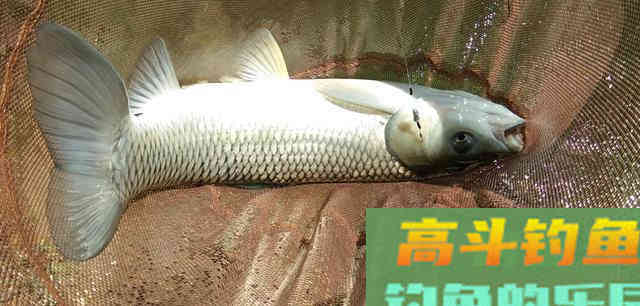 浅谈香料在钓鱼中的影响，有的纯属骗人