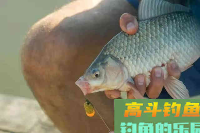打窝千万别直接用手抛