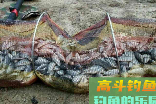 气温低，诱鱼速度不够快？试试这3大打窝绝技
