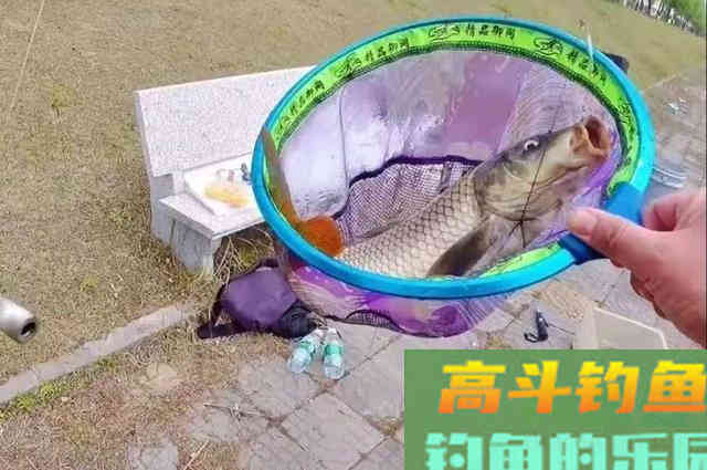 不花钱的饵料不用白不用，关键鲫鲤鱼特爱吃