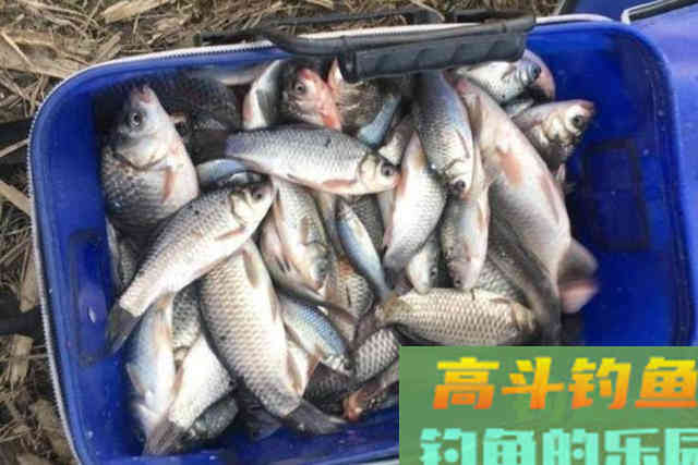 水里暗藏了这3种尿性饵，省钱又实用