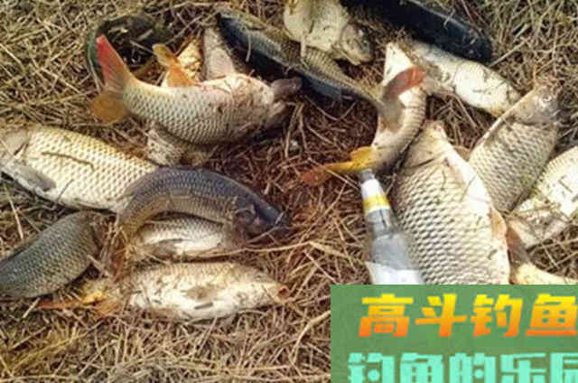 难怪渔具店老板只能忍气吞声，就这鲤鱼饵