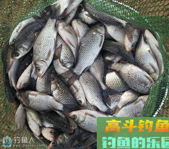 化氏秘籍之化氏竞技鱼塘钓鲫鱼饵料配方