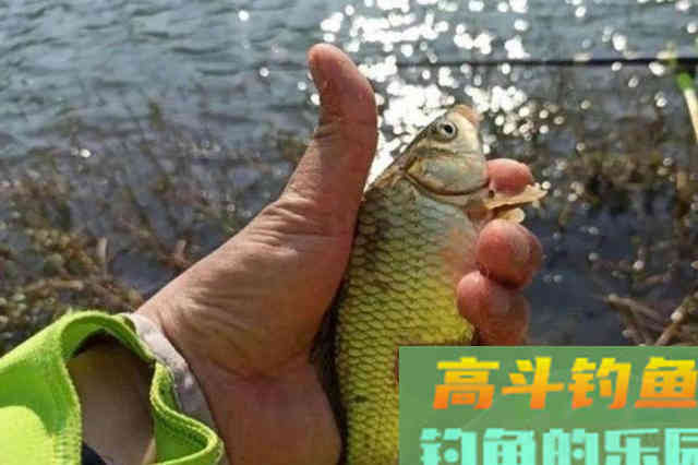 冬钓时，大板鲫总不咬钩，果断添加这辅料
