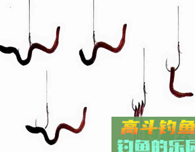 冬钓用蚯蚓，这些禁忌得了解