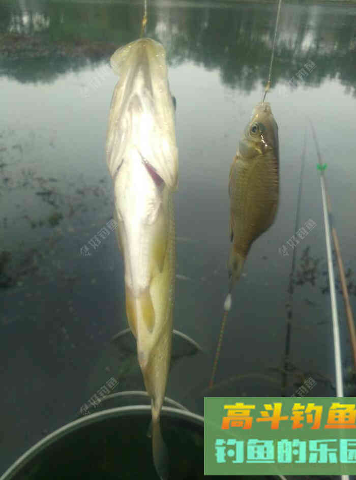 [春季放流]江湖猎人饵料，果然名不虚传