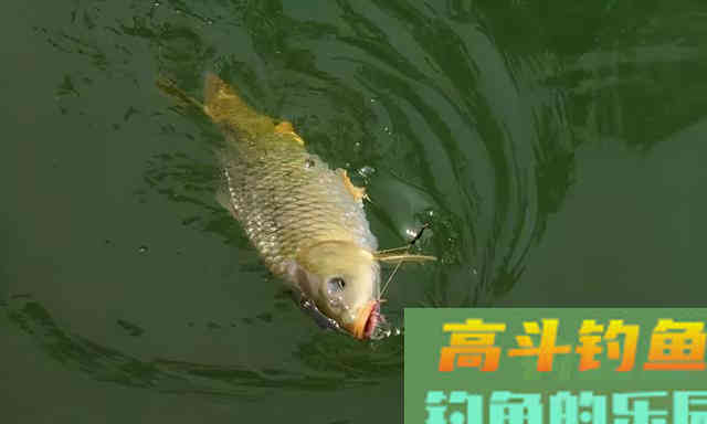 鱼口轻弱，更换子线后效果不好，试试这一招