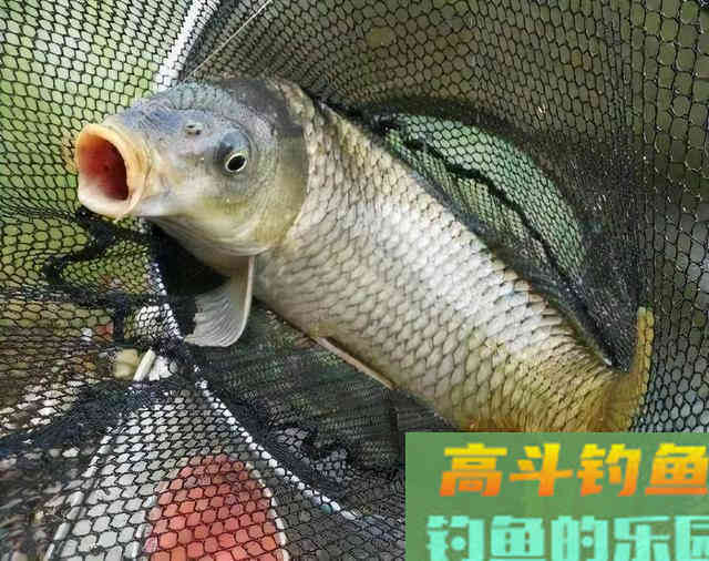 鱼口轻弱，更换子线后效果不好，试试这一招