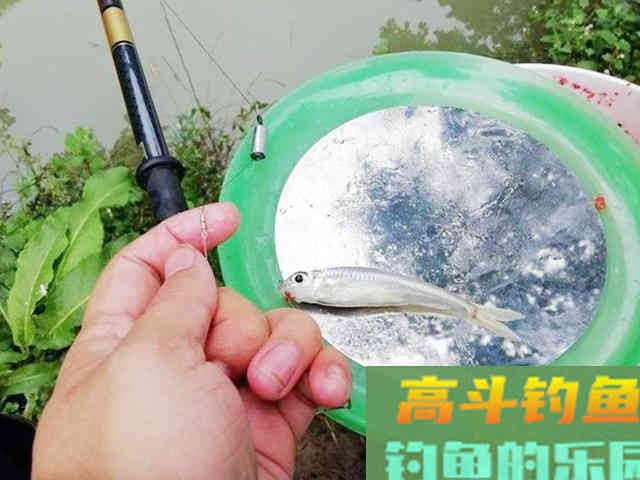 河边钓鱼请远离新手钓友，不然你会吃大亏