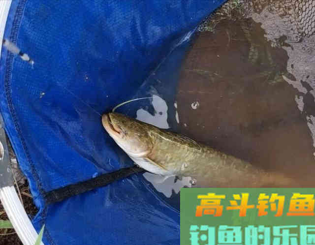 饵料中加点佐料，夜钓鱼口更佳