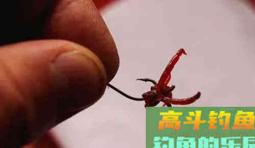 红虫钓的鱼，人可正常食用！不要再盲目听信红虫对人体有害