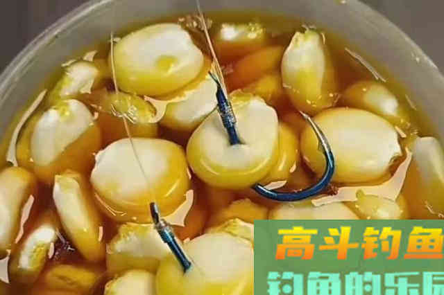 这饵料果然有奇效！小鱼不闹，大鱼跑不掉
