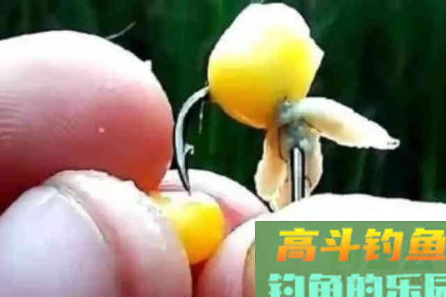 气温一高，玉米饵就火了，不知这些技巧妄想爆护