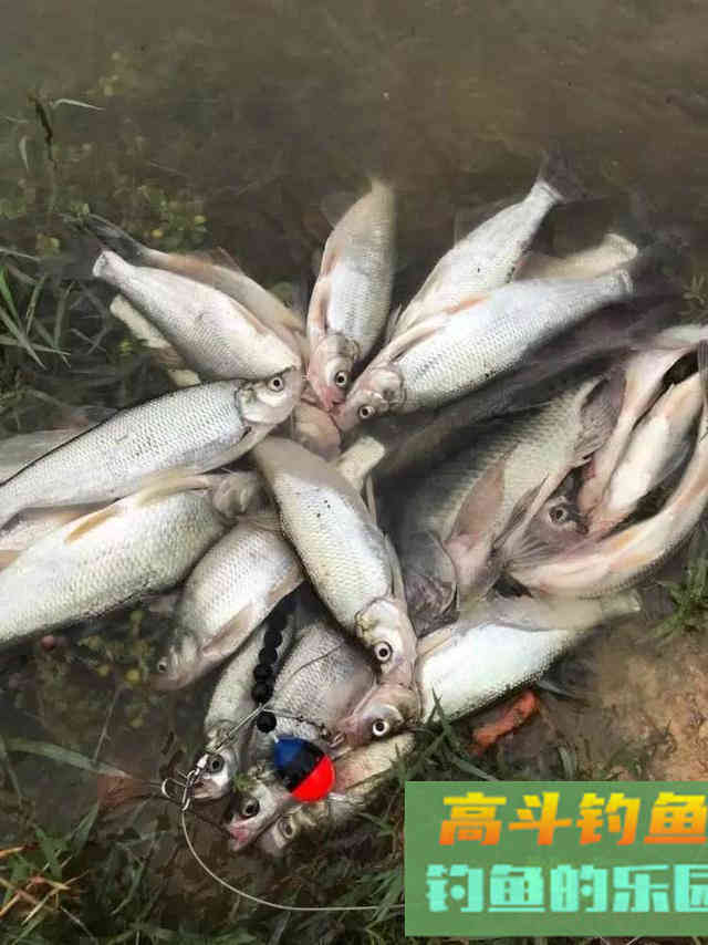 猫有毛路狗有狗道，找对鱼道，连杆爆护亦事半功倍