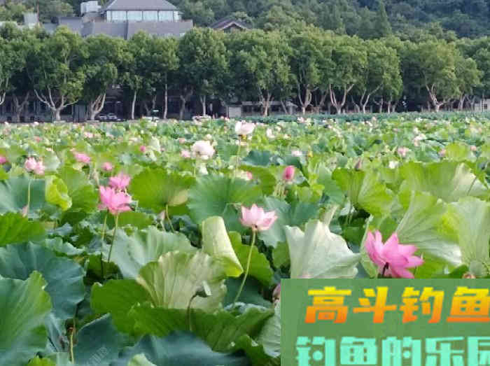 要想配好饵得先了解商品饵的分类和特性