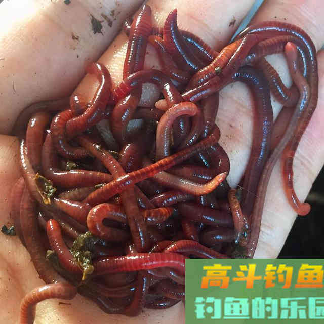 冬天野钓饵料双雄：蚯蚓和红虫，谁才是真王者？