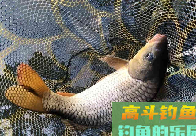 大鱼脱钩会搅窝？其实不脱钩也会搅窝