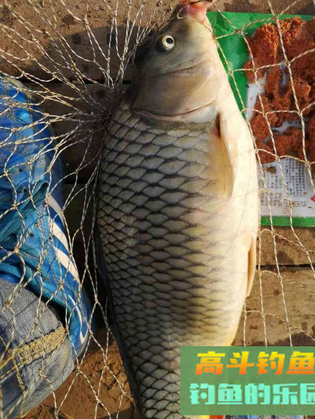 为何同种目鱼有不同的抓口攻略？吃口阶段不同