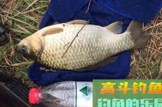二十年野钓高手透露：大板鲫就爱吃这饵