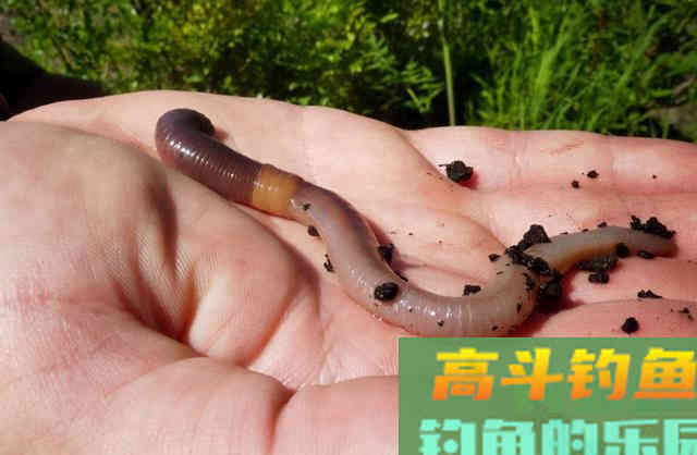 春季钓鱼，饵料除了浓、熟、活，还有一点最重要