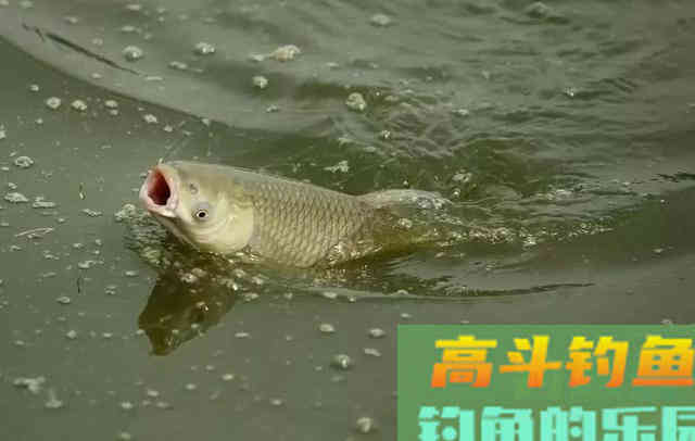 窝子里明明有鱼泡，但就是不见鱼咬钩