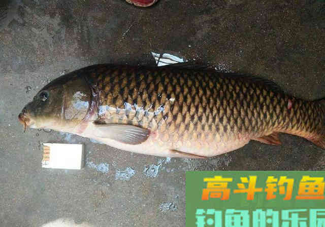 鲤鱼手饵制作教程分享，感兴趣的钓友别错过