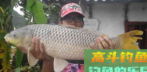 黑坑鱼塘配饵技巧（附老鬼丸九和化氏饵料配方）