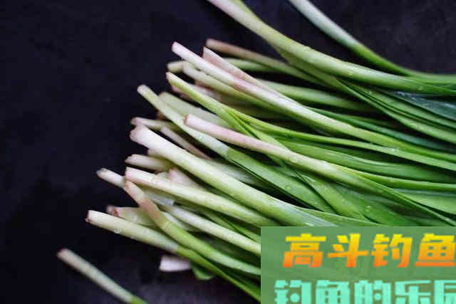 新鲜的嫩韭菜，只要这样处理，大草鱼成群进窝给口