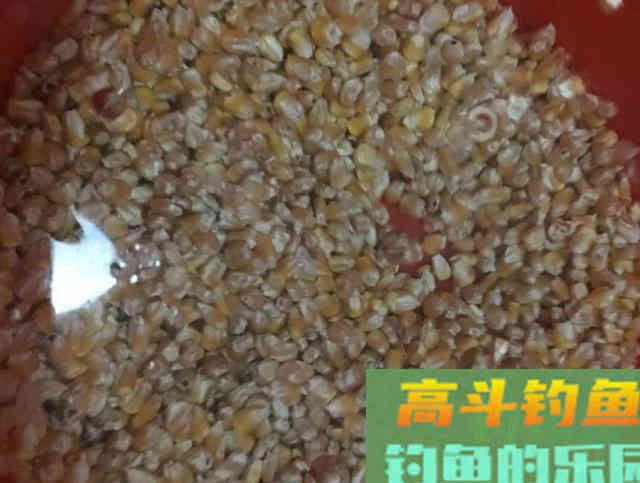 自制老坛玉米钓鲤鱼，效果不比买的差
