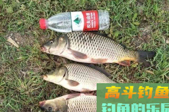 不吹不黑，这5种特效鲤鱼饵，简单又实用