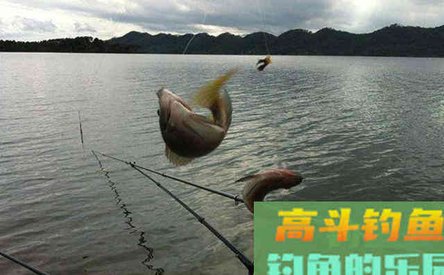 到一处水域钓鱼，子线长度要怎么选
