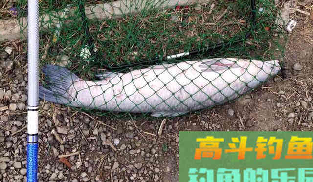 钩距大小有何讲究？实战经验告诉你