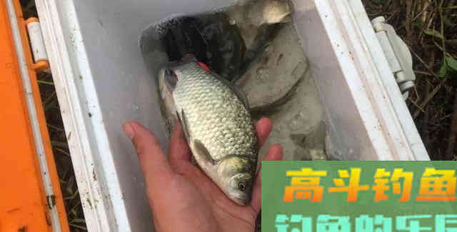 立秋以后钓鲫鱼，加这两种饵效果更好