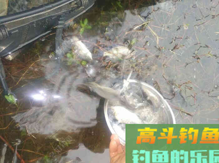 [春季放流]江湖猎人饵料，果然名不虚传