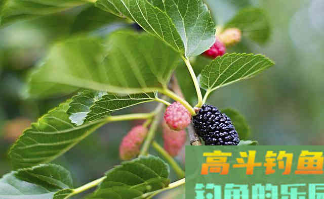 不花钱的5种钓草鱼饵料，随处可取