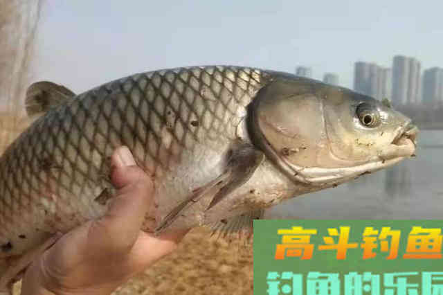 有鱼却不咬钩？老司机：都是给你惯的活该空军