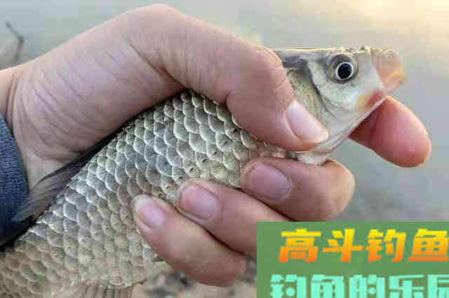 这打窝神器果然名不虚传！诱鱼快留鱼久