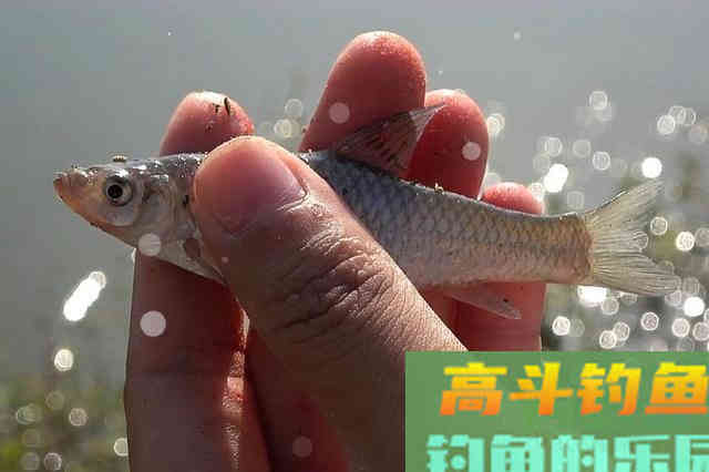 春钓我只要有这3个饵料用法，不管江河塘钓都能过把瘾