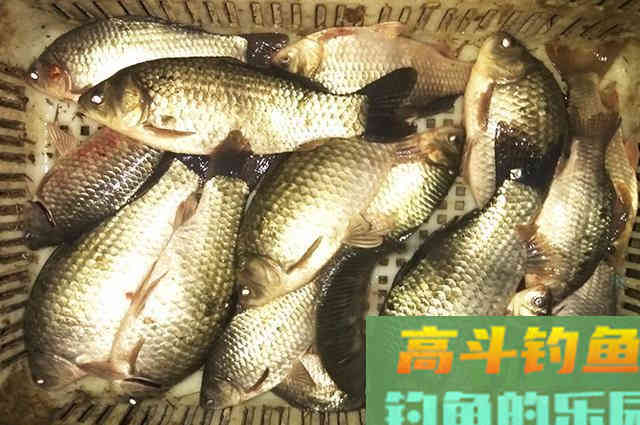 教钓友做饵料，“碾压”市面上的商品饵