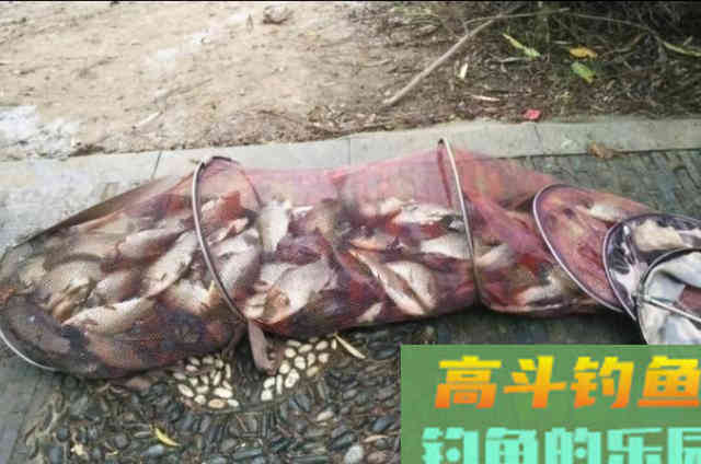 冬钓又一鲫鱼饵料火了