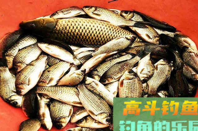 用自制窝料和饵料，半天钓了18斤鱼
