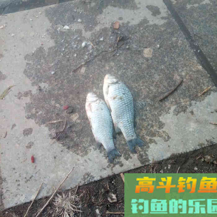 那熊学钓第72篇：灵活用饵