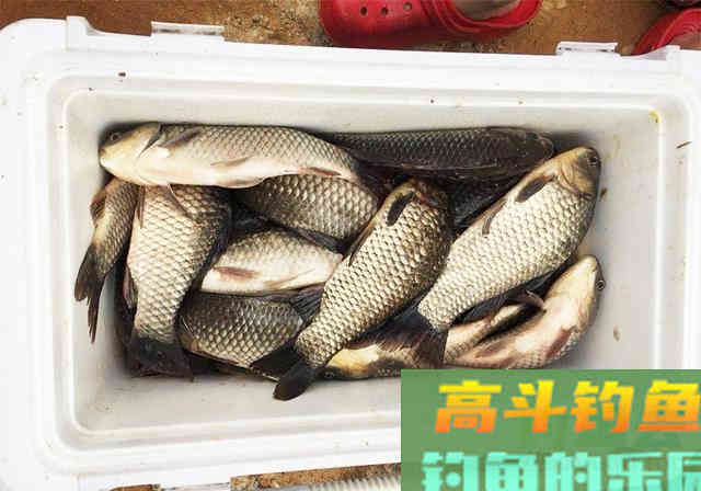 蚯蚓做饵料钓鱼，掌握这三点，也能钓爆护