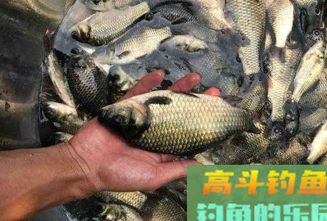 这特效鲫鱼饵，简单又省钱